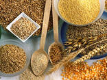 Зерно Корм Отруби Ячмень - фото 1