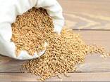 Зерно Корм Отруби Ячмень - фото 2