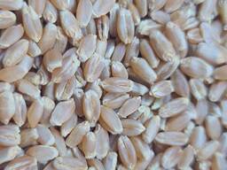 Зерно/пшеница