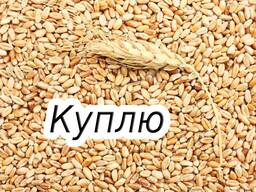 Куплю зерно (пшеница)