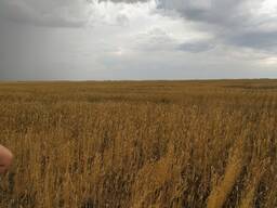 Зерно, ячмень, овёс.