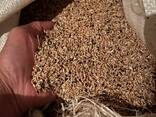 Зерноотходы - фото 1