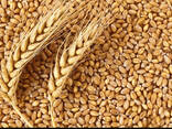 Пшеница - photo 1
