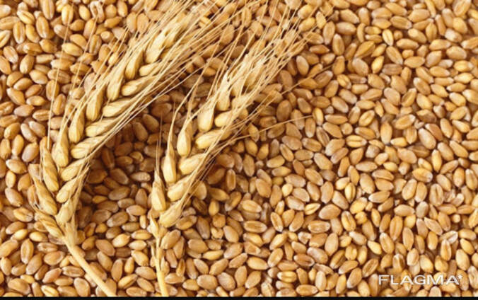 Пшеница