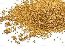 Желтая горчица