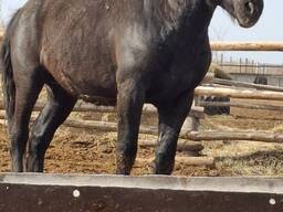 Жеребцы, Советские тяжеловозы