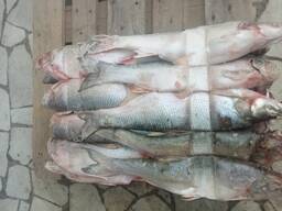 Жерех мороженый. Астрахань