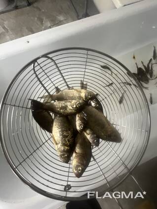 Живец чебак