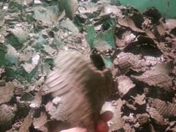 Жмых подсолнечника