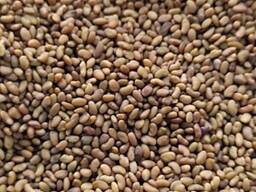 Жоңышқа тұқымдары