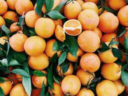 "Золотая осень" Апельсин термостабильные начинка 240°C