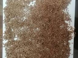 Зығыр тұқымдары